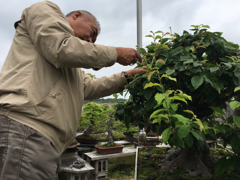 カリンの剪定しました 古松園